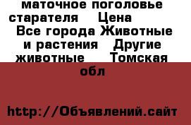маточное поголовье старателя  › Цена ­ 2 300 - Все города Животные и растения » Другие животные   . Томская обл.